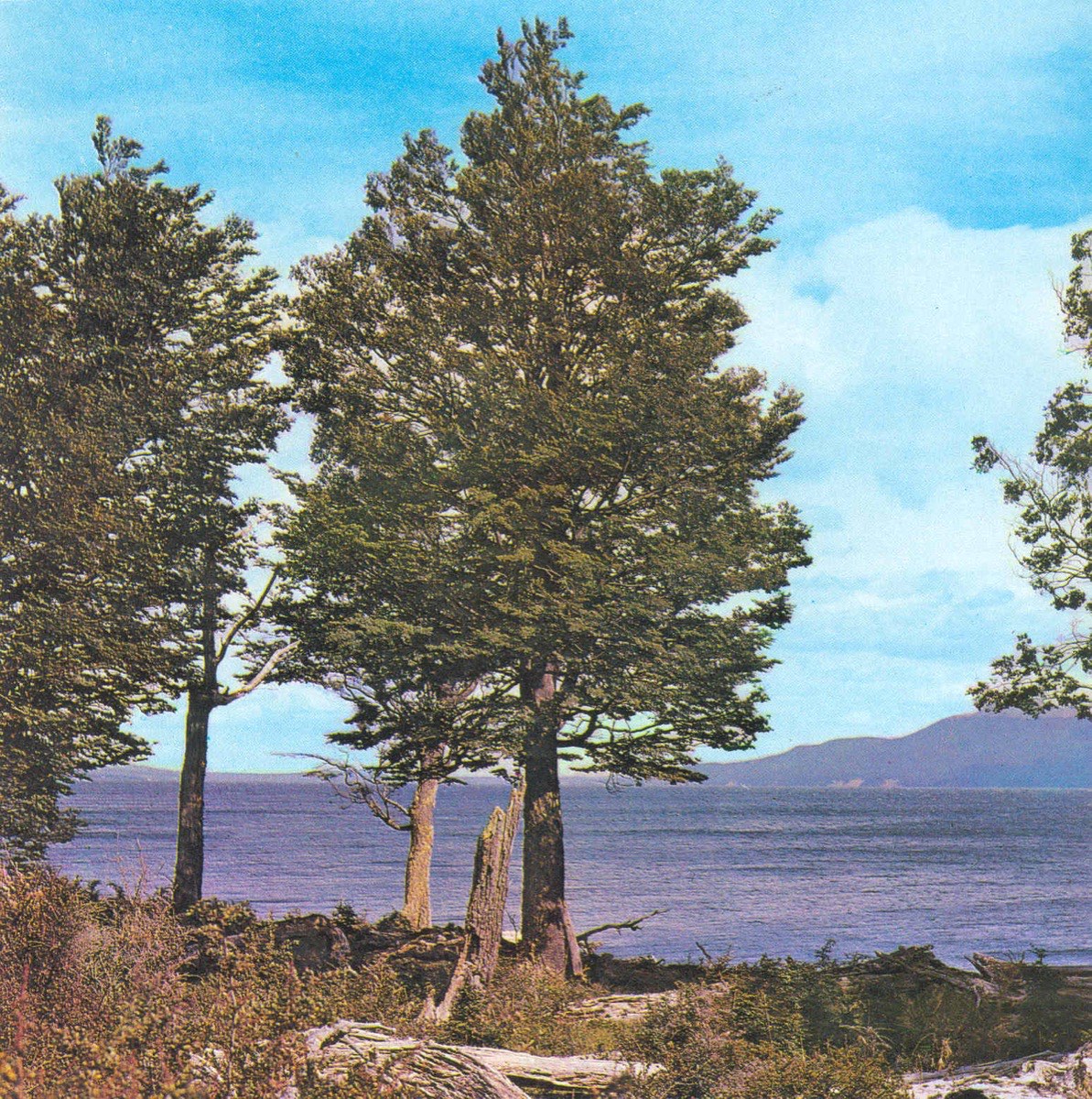 Lenga · Nothofagus pumilio